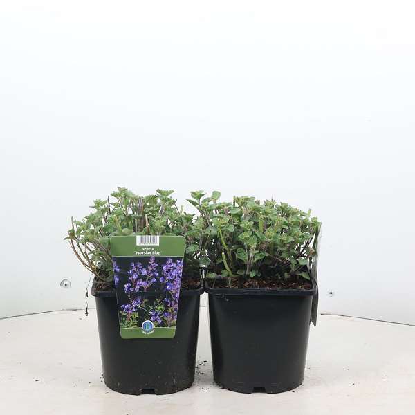 Picture of Nepeta faassenii purrsian blue