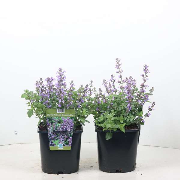 Picture of NEPETA FAASSENII PURRSIAN BLUE