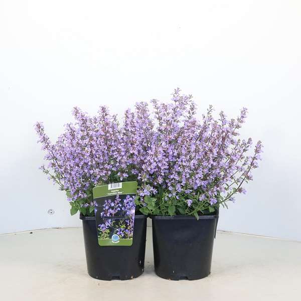 Picture of Nepeta faassenii purrsian blue