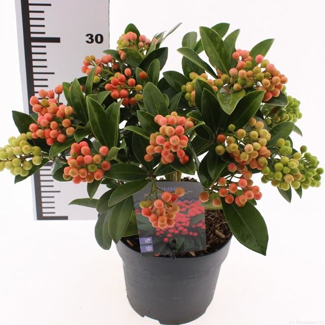 Picture of Skimmia japonica temptation