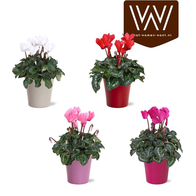 Picture of CYCLAMEN MIDI MIX IN COLOUR CODED CERAMIC