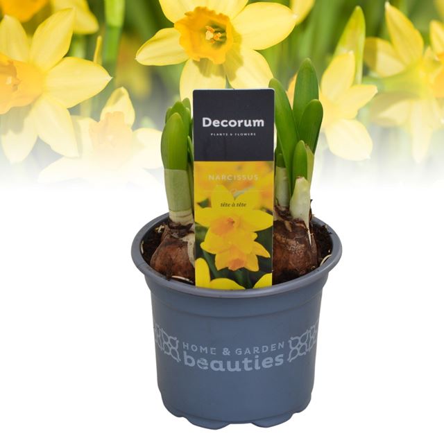 Picture of Narcissus tete a tete