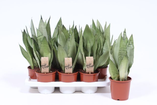 Picture of SANSEVIERIA TRIFASCIATA MOONSHINE