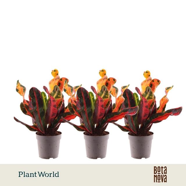 Picture of Codiaeum mammi