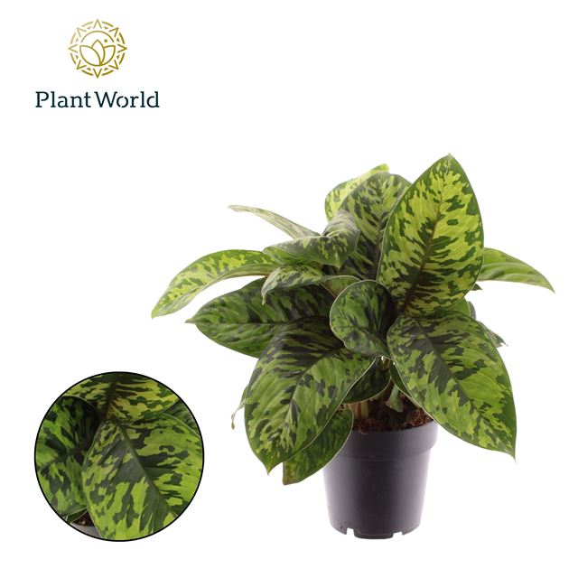 Picture of Homalomena camouflage