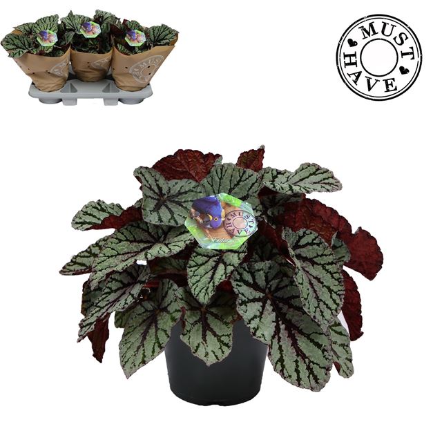 Picture of Begonia rex fedor