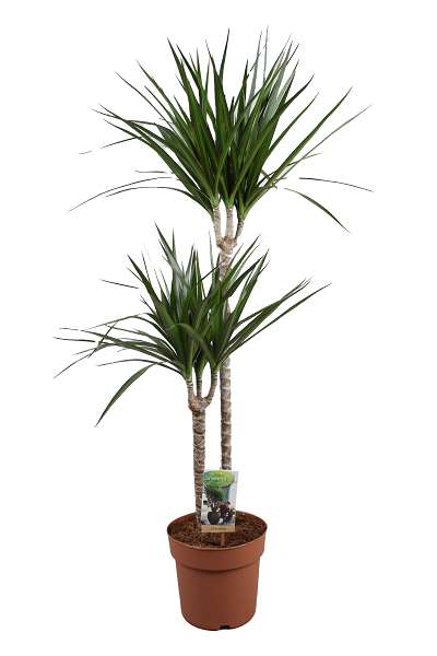 Picture of DRACAENA MARGINATA 060+/030+