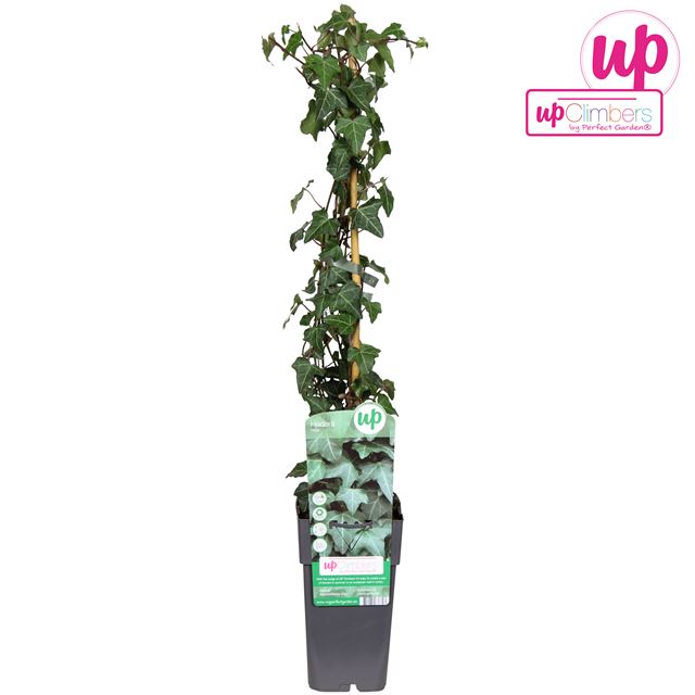 Picture of Hedera helix upclimbers