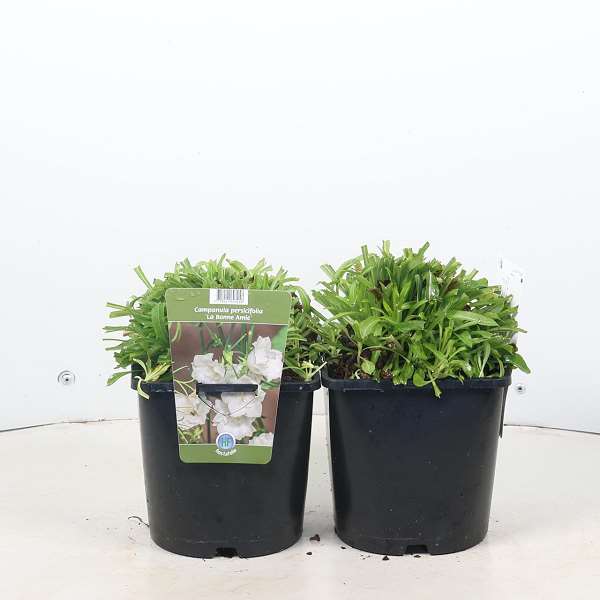 Picture of Campanula persicifolia la bonne amie