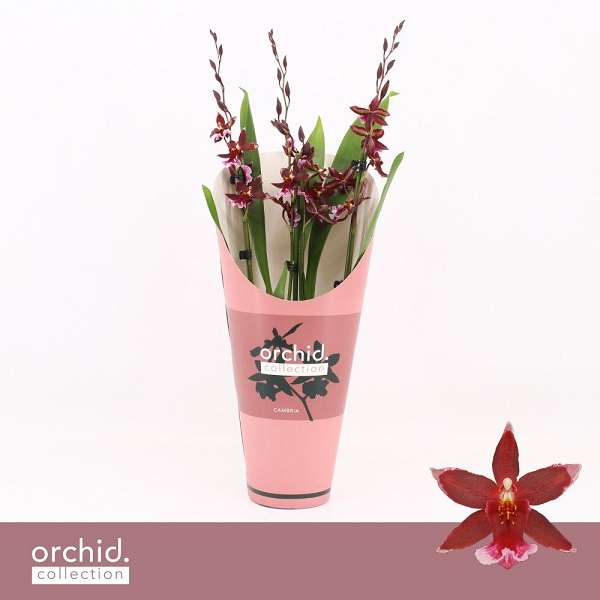 Picture of CAMBRIA 03/04-STEM BARROCCO RED + COVER