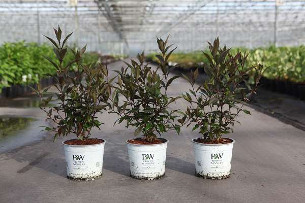 Picture of Callicarpa pearl glam
