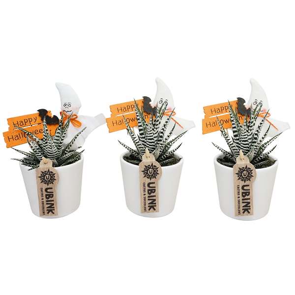 Picture of HAWORTHIA ALBA HALLOWEEN IN CERAMIC