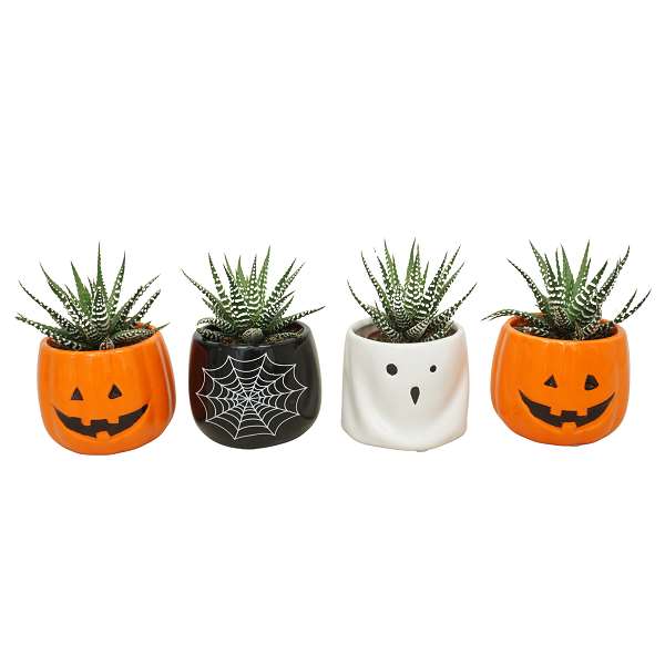 Picture of HAWORTHIA BIG BAND HALLOWEEN IN CERAMIC