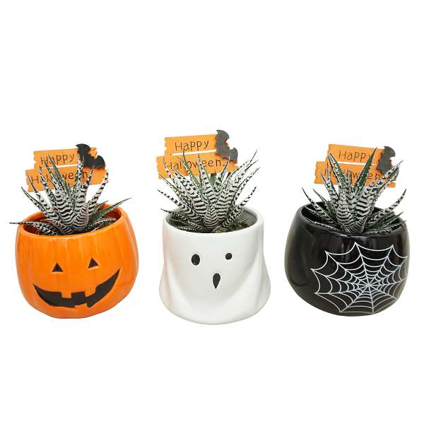 Picture of HAWORTHIA ALBA HALLOWEEN IN CERAMIC