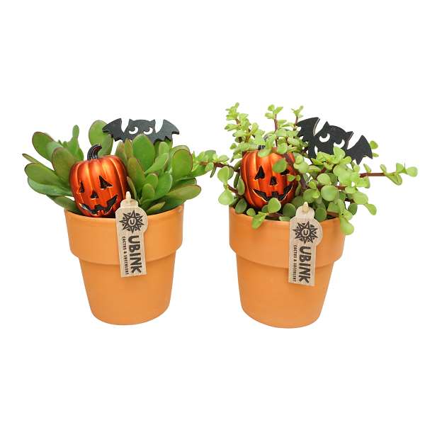 Picture of CRASSULA MIX HALLOWEEN IN TERRACOTTA POT