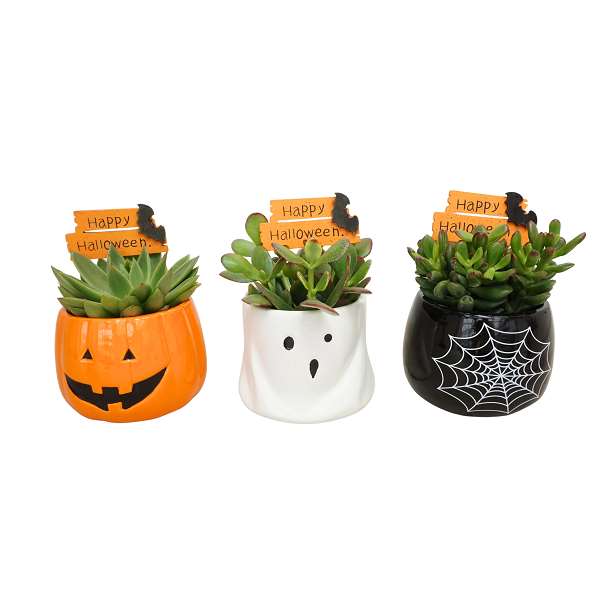 Picture of SUCCULENT MIX HALLOWEEN IN CERAMIC