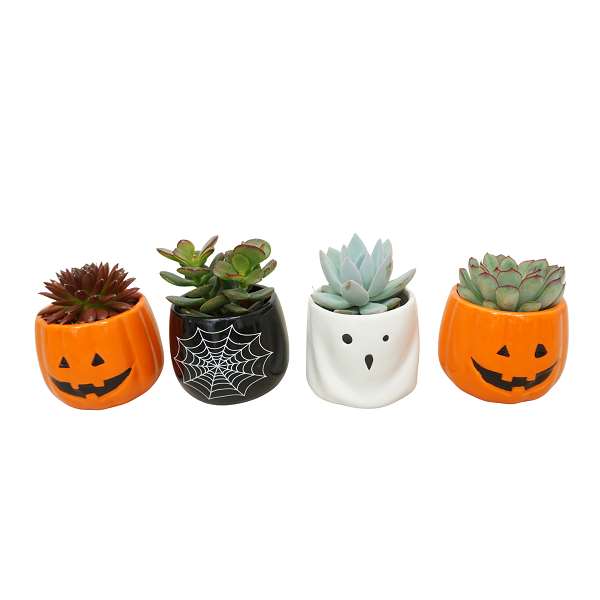 Picture of SUCCULENT MIX HALLOWEEN IN CERAMIC