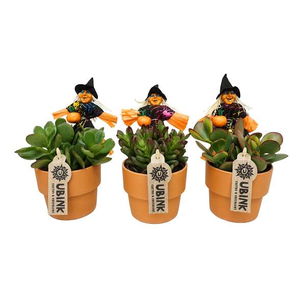 Picture of CRASSULA MIX HALLOWEEN IN TERRACOTTA POT
