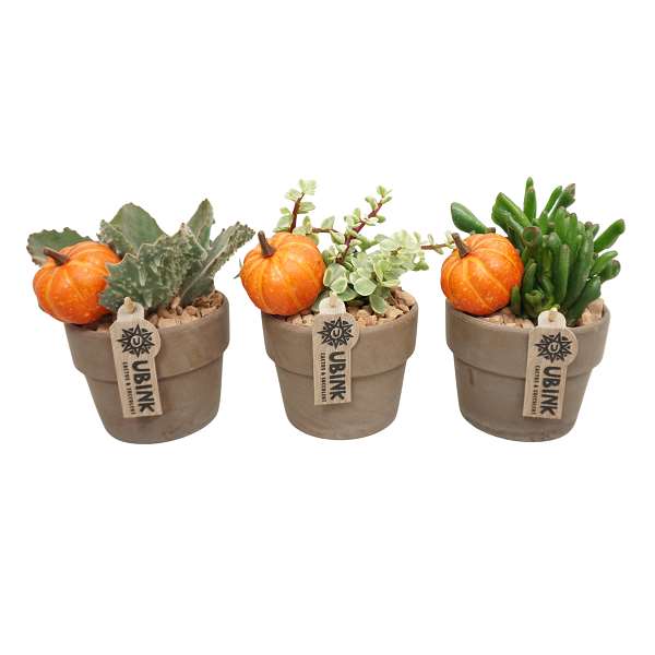 Picture of SUCCULENT MIX HALLOWEEN IN GRAY CLAY POT