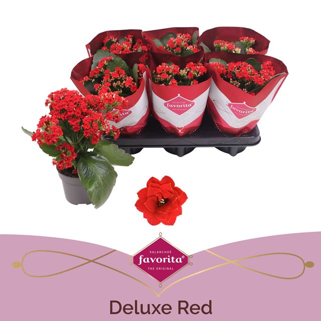 Picture of Kalanchoe double red