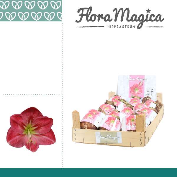 Picture of HIPPEASTRUM DRY BULB 28/30 PINK WOODEN CRATE