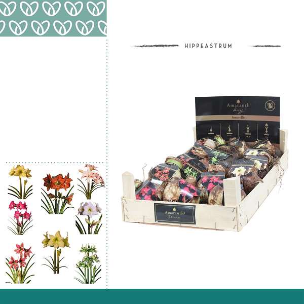 Picture of HIPPEASTRUM DRY BULB AMARANTH 28/30 WOODEN CRATE