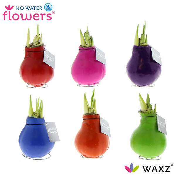 Picture of HIPPEASTRUM WAXZ® HAPPY MIX