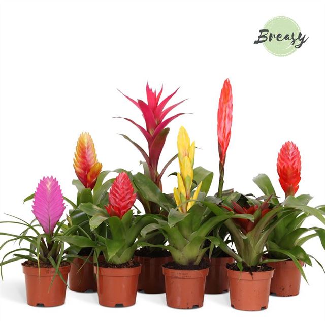 Picture of BROMELIA MIX