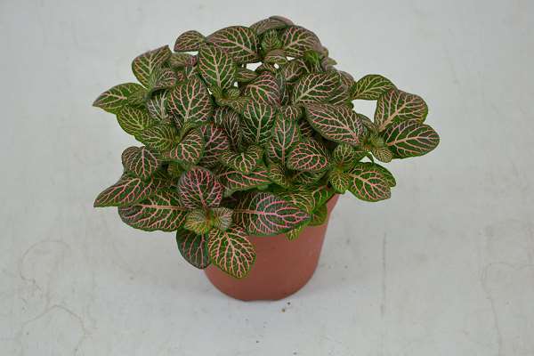 Picture of FITTONIA MISTRAL