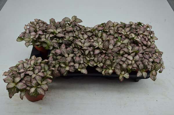Picture of FITTONIA PINK TIGER
