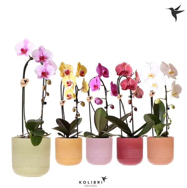 Picture of PHALAENOPSIS 01T- KOLIBRI CASCADE NIAGARA FALL MIX