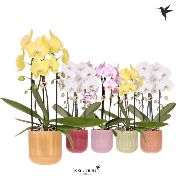 Picture of PHALAENOPSIS 02T- KOLIBRI CASCADE NIAGARA FALL MIX