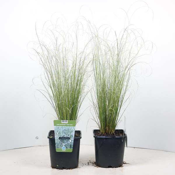 Picture of CAREX BUCHANANII GREEN TWIST