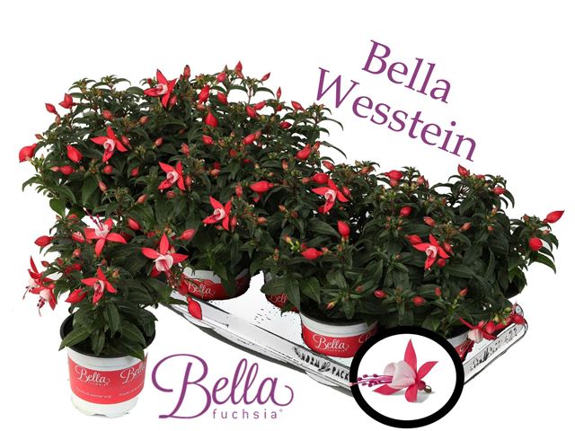 Picture of Fuchsia 'petra' ( hang )