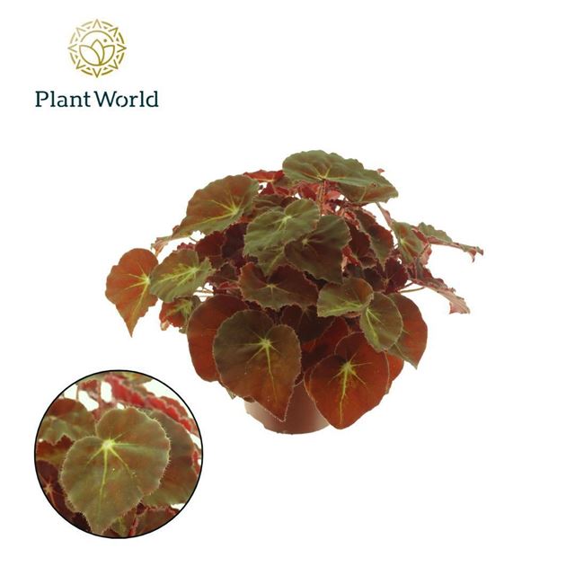 Picture of BEGONIA REX MONTUNO