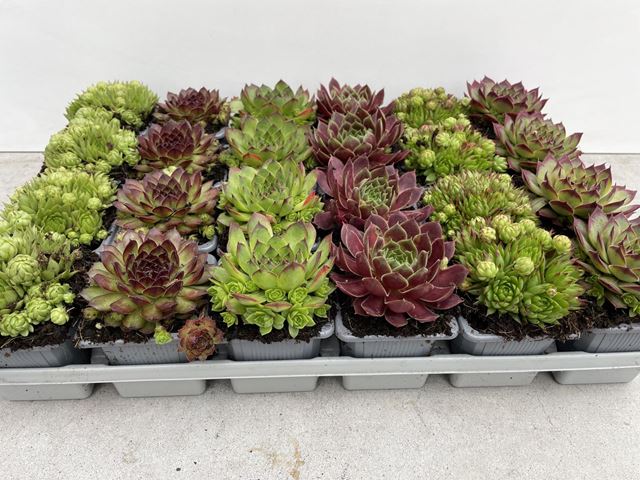 Picture of SEMPERVIVUM MIX