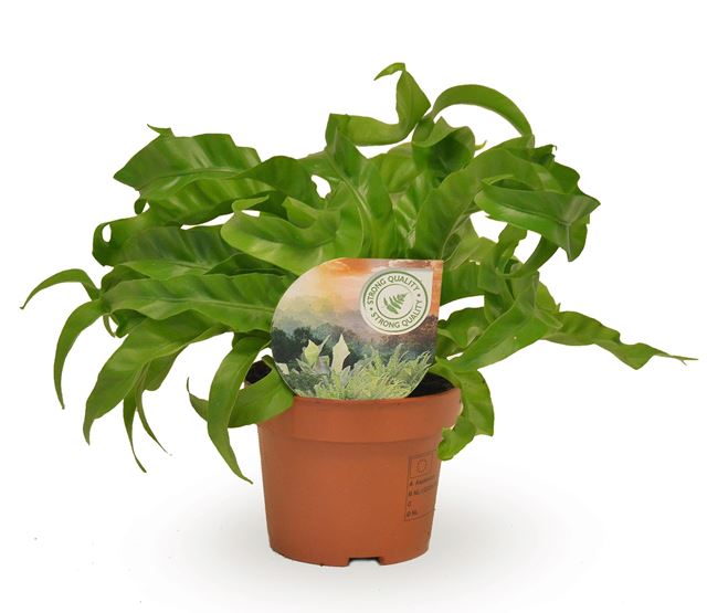 Picture of Asplenium antiquum hurricane