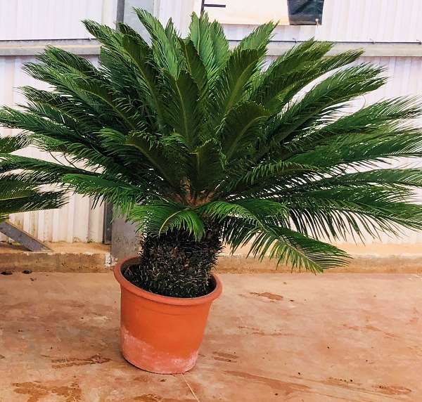 Picture of CYCAS REVOLUTA 33CM TRONC 35/40CM