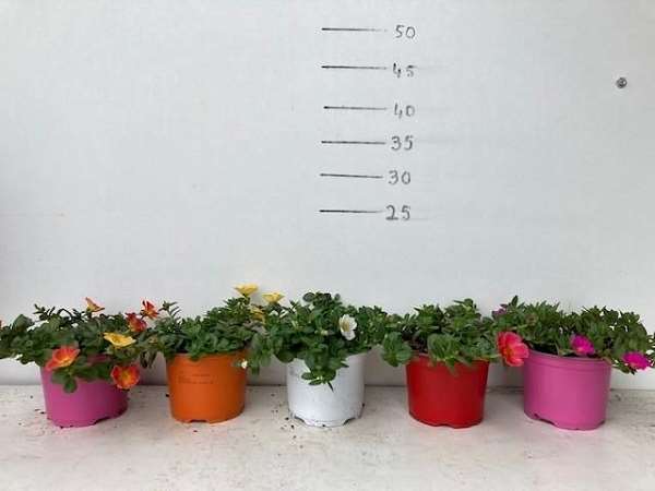 Picture of Portulaca mix