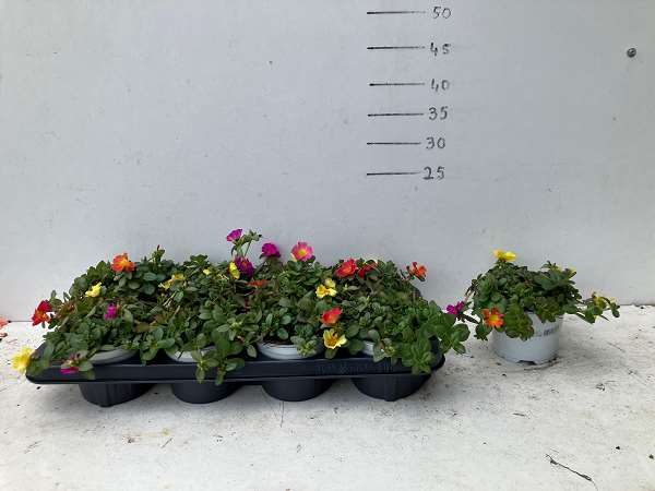 Picture of Portulaca tricolor