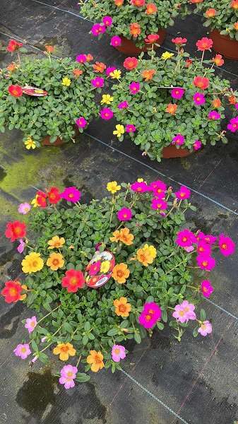 Picture of Portulaca bowl