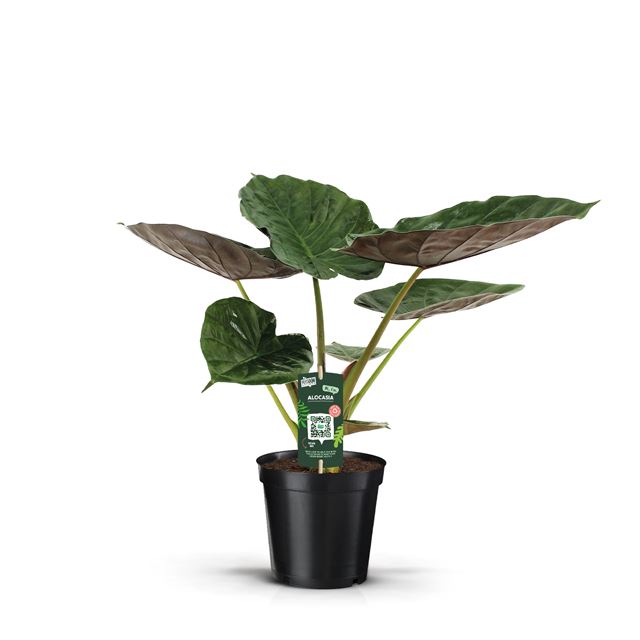 Picture of ALOCASIA WENTII