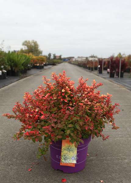 Picture of BERBERIS THUNBERGII LIMONCELLO