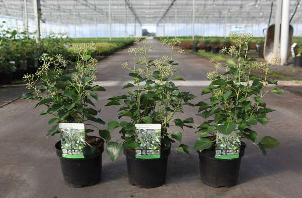 Picture of HEDERA HELIX ARBORESCENS