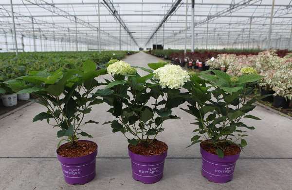 Picture of Hydrangea arb  flowerwow
