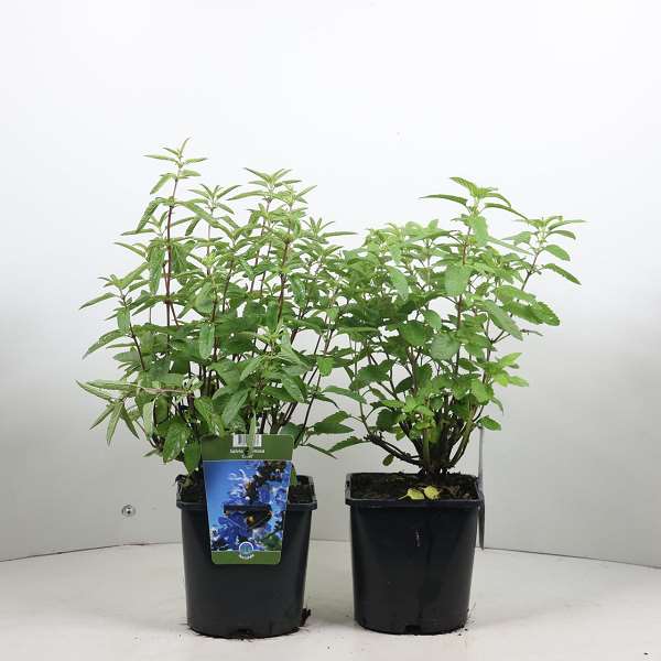 Picture of Salvia uliginosa chiel