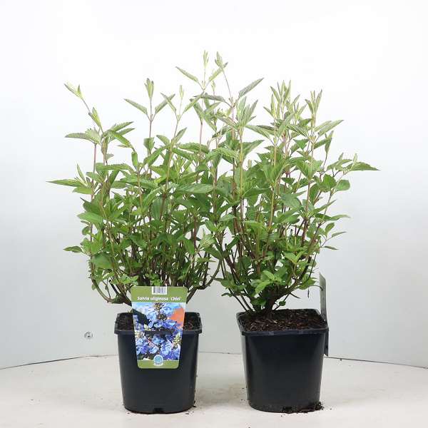 Picture of SALVIA ULIGINOSA CHIEL