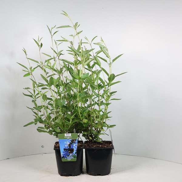 Picture of Salvia uliginosa chiel