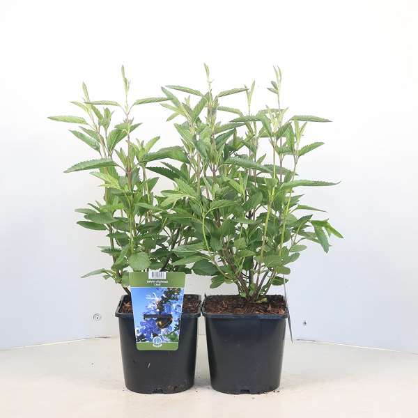 Picture of Salvia uliginosa chiel