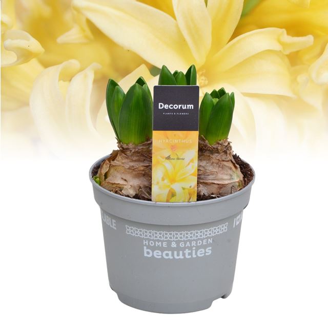 Picture of Hyacinthus 03bulbs yellowstone